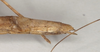 CollectionObject 1562038; 57e02023-3a6b-407c-8fdb-bfa549597c7a: copyright OUMNH. female: end of abdomen, lateral view (holotype). (CollectionObject).