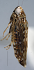 Habitus, lateral view: (Observation).