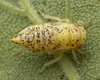 Nymph on Oncopsis deluda Hamilton, 1983: (Observation).