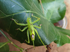 nymph (Udzungwa Mountains, Ngologolo, November 2017). Depicts Aerotegmina vociferator Hemp, 2019, an Otu.