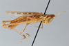 CollectionObject 2870572; CNCI 1010326, 70ad5bae-5cad-4b56-b3e7-850cac2df1e4: Cordillacris crenulata. (CollectionObject).