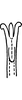 Aedeagus, ventral view on Erythridula verdana (Ross & DeLong, 1953): Aedeagus, ventral view. (Observation).