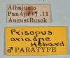CollectionObject 1563629; eb99ebf3-3b6b-464b-968e-c99f01253e1f: copyright USNM, Washington. male, data labels (paratype). (CollectionObject).