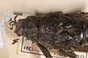 CollectionObject 1557005; 75887049-26ca-4ebc-a0a3-586a039ef5c2: copyright OUM. female of synonym Paradoxomorpha bruchi: head & thorax, dorsal view (holotype). (CollectionObject).