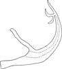 Aedeagus, lateral view on Edwardsiana plebeja (Edwards, 1914): Aedeagus, lateral view (var. orientalis, after Mitjaev). (Observation).