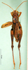 CollectionObject 1501532; c51b7534-0115-4b9e-93ca-c6855898267e, DORSA BA000163S01: male, dorsal view (holotype). (CollectionObject).