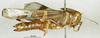 CollectionObject 1568988; b5930275-10e1-4afe-b551-56281ff3990d: female, lateral view (partatype of Gastrimargus africanus var. orientalis). (CollectionObject).
