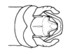 Maculiparia obtusa obtusa (Stål, 1878): Fig. 50C. male abdomen tip, dorsal view. (Otu).