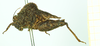 CollectionObject 1586360; 88af12d2-6f6a-4932-9176-737d84ce7d30: female, lateral view. (CollectionObject).