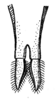 Ancistrocercus (Mystrostylus) truncatistylus (Brunner von Wattenwyl, 1895): Fig. 232. male subgenital plate, ventral view (total length 6.5 mm, styli 1.3 mm). (Otu).