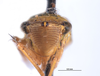 Head: (Observation).