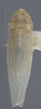 Habitus, dorsal view on Dikraneura (Dikraneura) mali (Provancher, 1890): (Observation).