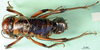 CollectionObject 1594840; 4b7af46d-d58c-4bd4-9c25-a3853a811f65: male, dorsal view. (CollectionObject).