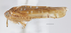 Habitus, lateral view on Delospilopterus Stiller, 2001 n. sp. UG1: (Observation).