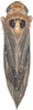 Habitus, dorsal view on Anufrievia symmetrica Yang & Zhang, 2018: Habitus. (Observation).