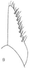 Subgenital plate: !! display not done !! on Chlorotettix (Chlorotettix) nimbuliferus (Berg, 1884): subgenital plate, ventrally. (Observation).