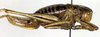 CollectionObject 1502519; fc35b124-0bcc-4755-a9ac-1542338dc907: female, lateral view (paralectotype). (CollectionObject).