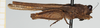 CollectionObject 1543428; 4fff8296-0a0d-4af4-8fa4-cae2c07ab463, NHMUK010924469: female (holotype), lateral view. (CollectionObject).