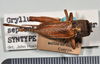 CollectionObject 1517654; 96e9d543-d53d-45fb-b35a-dba889a73783: copyright Natural History Museum, London. female, dorsal view (syntype of Gryllus septentrionalis). (CollectionObject).;CollectionObject 1517655; 26727f0d-4758-4d06-9a5a-bfbca50561be: copyright Natural History Museum, London. female, dorsal view (syntype of Gryllus septentrionalis). (CollectionObject).