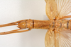 CollectionObject 1563074; 6ff5f9fc-0acd-4602-a954-2a37eb29a78a: copyright ZMUH, Hamburg. female: head & thorax, dorsal view (holotype). (CollectionObject).