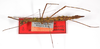 CollectionObject 1560253; a86a4b98-b09d-4f4d-a659-31f66de4a929: copyright ZMB, Berlin. female (paratype). (CollectionObject).;CollectionObject 1560254; 35ffbd23-1d0a-4221-88fe-01bf030f7f69: copyright ZMB, Berlin. female (paratype). (CollectionObject).