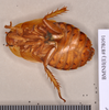 Rhyparobia maderae (Fabricius, 1781): Lectotype, unsexed, ventral. BMNH(E)#878091. (Otu).