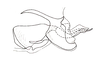 Yungasus hebardi (Liebermann, 1941): Fig. 30. cingulum and endophallus, lateral view. (Otu).