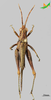 CollectionObject 2279434; ee7e3461-91d8-4a0a-a07d-3a358fbdbd1c, Unioeste Cascavel K-1308: Male, dorsal view. Aptoceras iguassuensis. (CollectionObject).