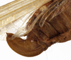 CollectionObject 1530630; 71275256-5846-4358-ba10-f15b51ff9583: female ovipositor (paralectotype of Tylopsis meruensis). (CollectionObject).