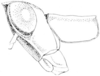 Morsea piute Rehn & Grant, 1958: Fig. 231. male, head and pronotum, lateral view. (Otu).