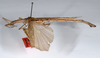 CollectionObject 1559120; 7dd5c026-dbae-43a0-af09-6a96b759d387: copyright ANSP. female, lateral view (holotype). (CollectionObject).