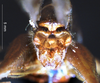 CollectionObject 1516503; 41a5016a-d957-4e6c-bd3c-a096a06a8a59: male cerci. (CollectionObject).