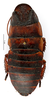 CollectionObject 1573685; MNHN(SF IMPORT DUPLICATE) MNHN-EP-EP1221, 3a877a52-3399-4944-a679-183de7cefcf8: CC BY-NC-ND 4.0/MNHN - Depraetere Marion - 2014. Paratype, female, of oblonga van Herrewege, 1973. Specimen number: MNHN-EP-EP1221. http://coldb.mnhn.fr/catalognumber/mnhn/ep/ep1221. (CollectionObject).
