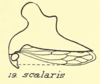Habitus, lateral view: !! display not done !! on Heliria scalaris (Fairmaire, 1846): (Observation).