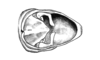 Chlorus borellii (Giglio-Tos, 1894): Fig. 4O. Male, distal abdominal segment (dorsal view). (Otu).