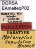 CollectionObject 1581435; 98a41f33-cb8a-4c59-b336-d3925bf7069b: labels (paratype). (CollectionObject).