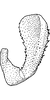 Aedeagus, lateral view on Athysanella (Pedumella) castor Hamilton, 2002: Aedeagus, lateral view. (Observation).