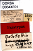 CollectionObject 1503211; 29ecfa90-cd49-4026-adb7-78d6c16e6522: labels (syntype of Bolotettix exiguus). (CollectionObject).
