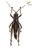 CollectionObject 1849329; e354ba48-ba5e-4b24-a07f-eeff7b7f4c3b, Unioeste Cascavel K-0429: Male. Dorsal view. (CollectionObject).