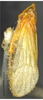 Habitus, lateral view on Conocraera citricolora Chen & Li, 2002: (Observation).