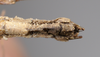 CollectionObject 1560285; c42665e7-922a-4a4e-bc70-12928f7e520e: copyright Natural History Museum, London. male: end of abdomen, ventral view (syntype). (CollectionObject).;CollectionObject 1560286; 3e34dd6f-f719-45b4-b973-e3a6199c4aaf: copyright Natural History Museum, London. male: end of abdomen, ventral view (syntype). (CollectionObject).