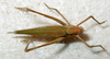 Ducetia borealis Gorochov & Kang, 2002: female, dorsal view (paratype). (Otu).