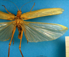 CollectionObject 1500504; 7475cafe-0429-4d15-a1b9-87fbabf6e217: male, dorsal view (syntype). (CollectionObject).