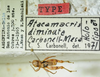 CollectionObject 1521112; d7281580-6651-4a80-a512-8740a7d656f8: male with labels (holotype). (CollectionObject).
