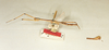 CollectionObject 1563651; 2a2161ae-5597-43fc-ae78-c7fb232230e5: copyright Oliver Zompro. male (syntype). (CollectionObject).