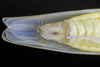Live specimen: !! display not done !! on Typhlocyba modesta Gibson, 1917: (Observation).