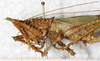 CollectionObject 1576521; eb54874b-1d32-4777-b616-7614d099aac6: female, lateral view (syntype of Panacanthus tuberculatus). (CollectionObject).