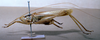 CollectionObject 1541577; fc16d8d3-40db-4d31-905e-d1c0fcf24ffd: male, lateral view (topotype). (CollectionObject).