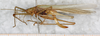 CollectionObject 1532389; NMW 3917, 78c434f4-a8af-4500-b82c-c58f0a125155: female, lateral view (holotype). (CollectionObject).
