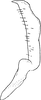 Stylus: !! display not done !! on Oncopsis (Oncopsis) flavicollis (Linnaeus, 1761): Stylus. (Observation).